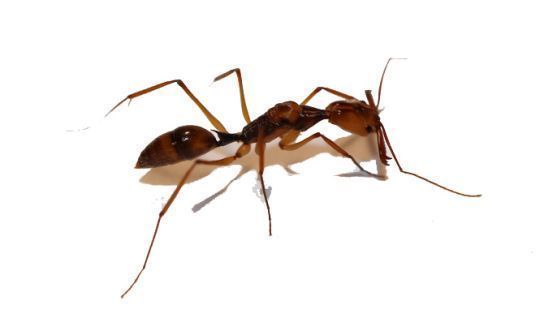 Odontomachus hastatus 